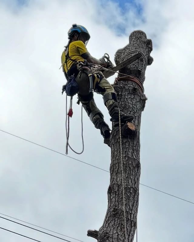 特殊伐採とは？依頼シーンや必要とされる技術などを紹介