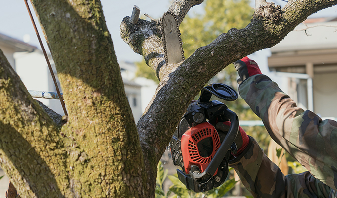 伐採屋・解決本舗 伐採・剪定