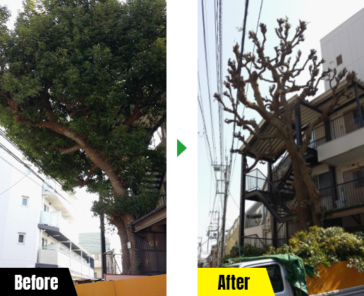 伐採屋・解決本舗 枝落としの作業例