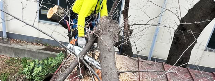 サービス内容 枝落とし