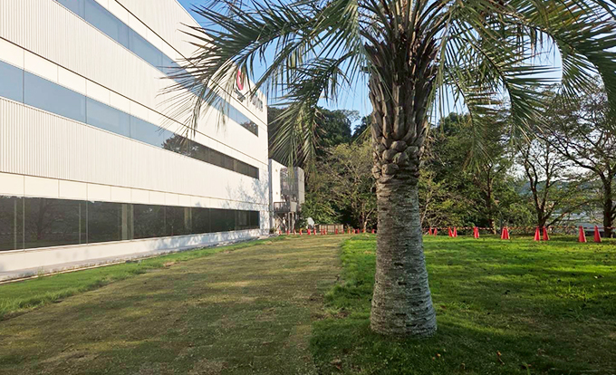 伐採屋・解決本舗の植栽工事2