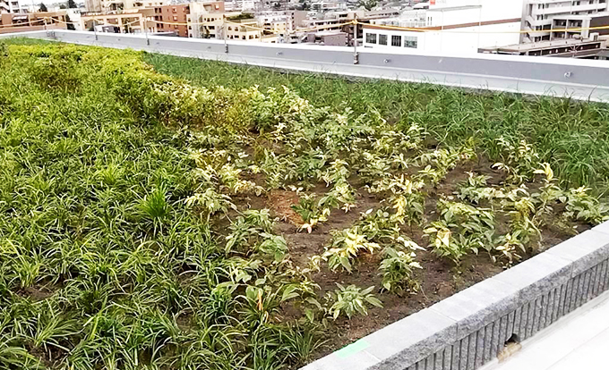 伐採屋・解決本舗の植栽工事3