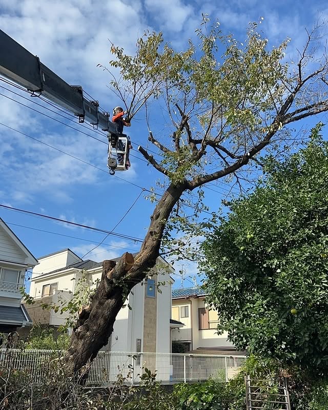 伐採屋・解決本舗の伐採作業風景1