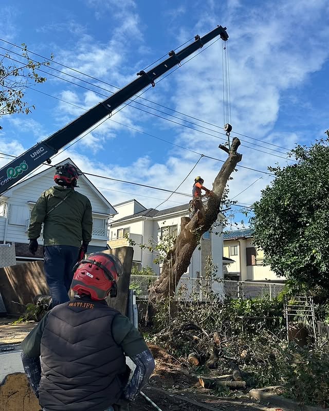 伐採屋・解決本舗の伐採作業風景2