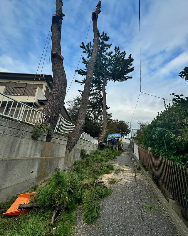 伐採屋・解決本舗の伐採作業風景3