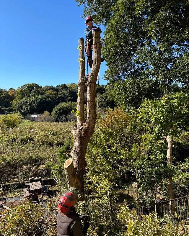 伐採屋・解決本舗の伐採作業風景5