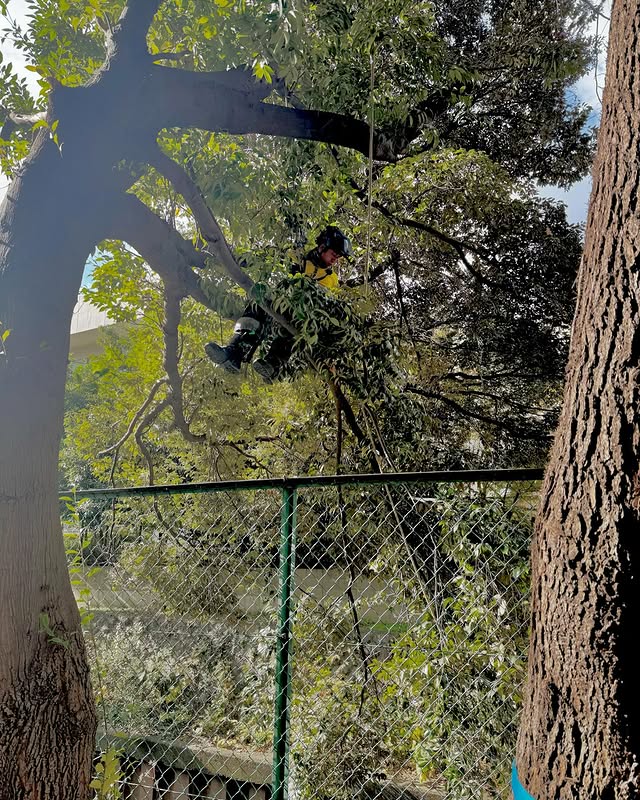 伐採屋・解決本舗の伐採作業風景6