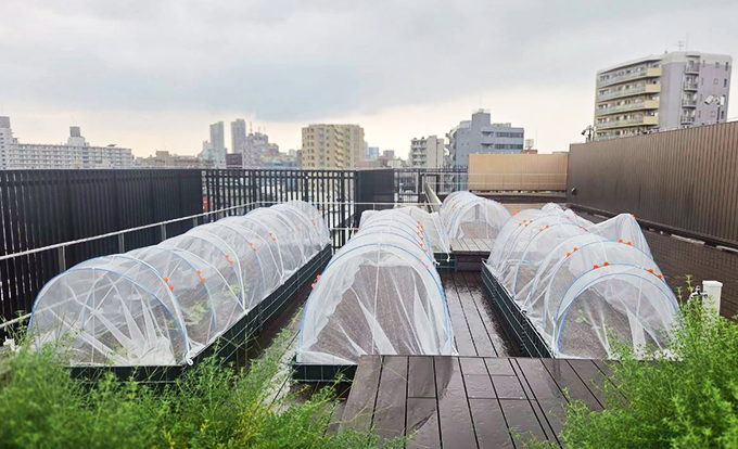 伐採屋・解決本舗の屋上菜園