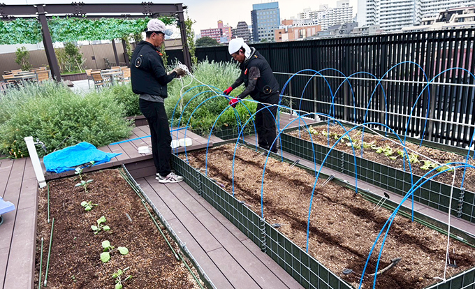 伐採屋・解決本舗の屋上菜園2