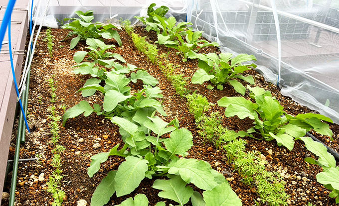 伐採屋・解決本舗の屋上菜園3