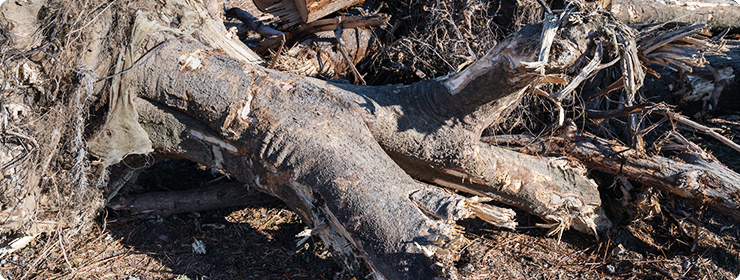 サービス内容 抜根
