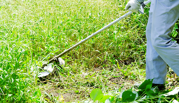 伐採屋・解決本舗の草刈り・ツタ取り