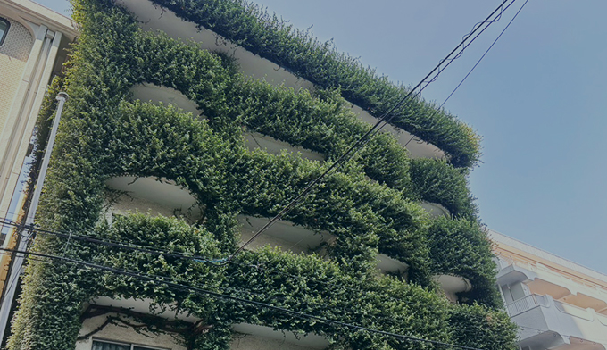 伐採屋・解決本舗の外壁のツタ取り