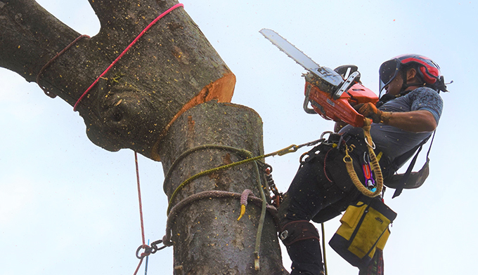 伐採屋・解決本舗の伐採・剪定