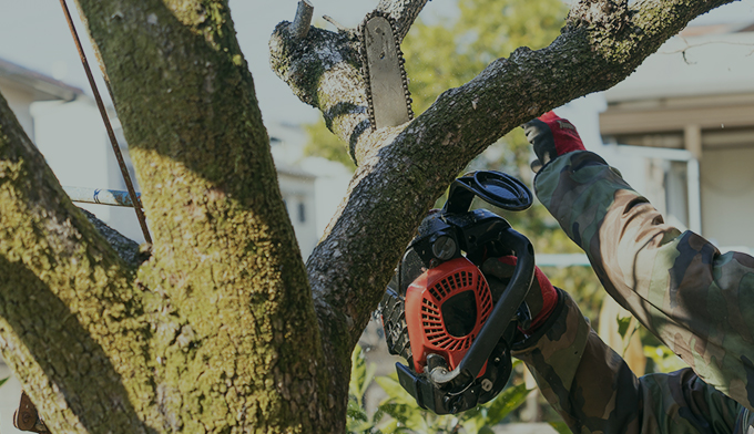 伐採屋・解決本舗の木の伐採