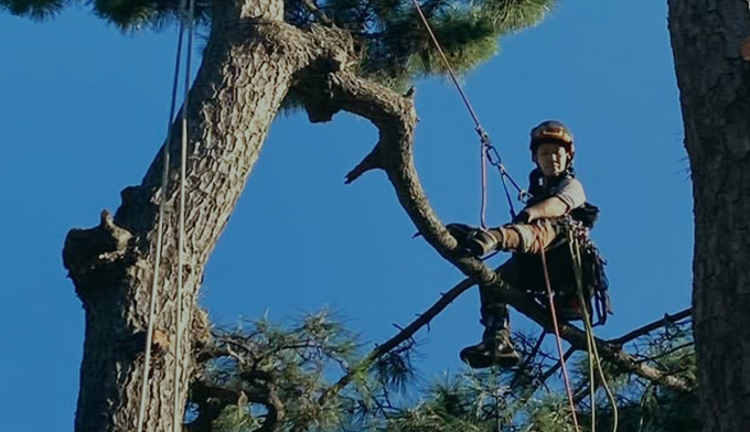 伐採屋・解決本舗の特殊伐採