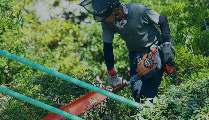 伐採屋・解決本舗の庭木剪定