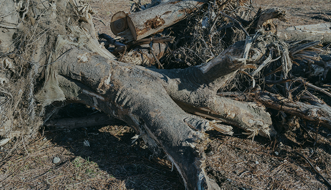 伐採屋・解決本舗の抜根
