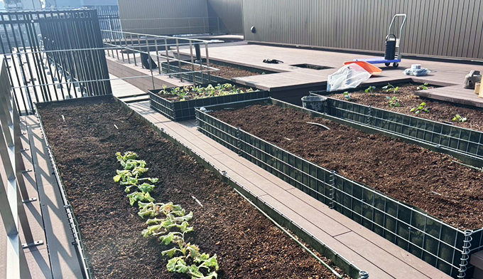 伐採屋・解決本舗の屋上菜園