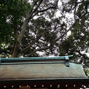 伐採屋・解決本舗 特殊伐採作業風景1