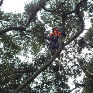 伐採屋・解決本舗 特殊伐採作業風景2