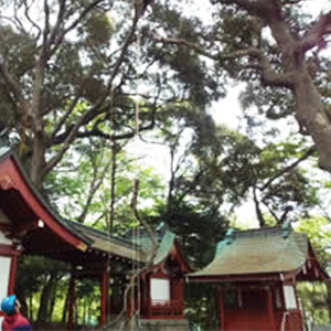 伐採屋・解決本舗 特殊伐採作業風景3