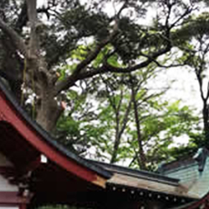 伐採屋・解決本舗 特殊伐採作業風景4