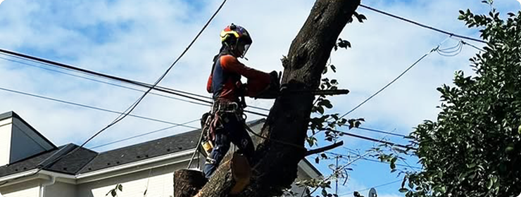サービス内容 伐採・剪定