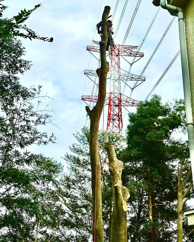 伐採屋・解決本舗の特殊伐採作業風景1
