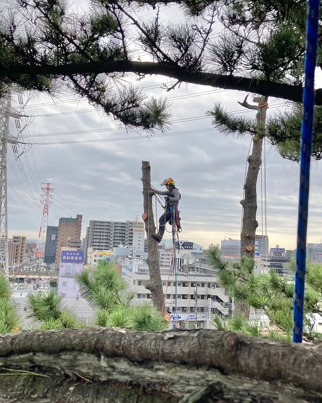 伐採屋・解決本舗の特殊伐採作業風景2