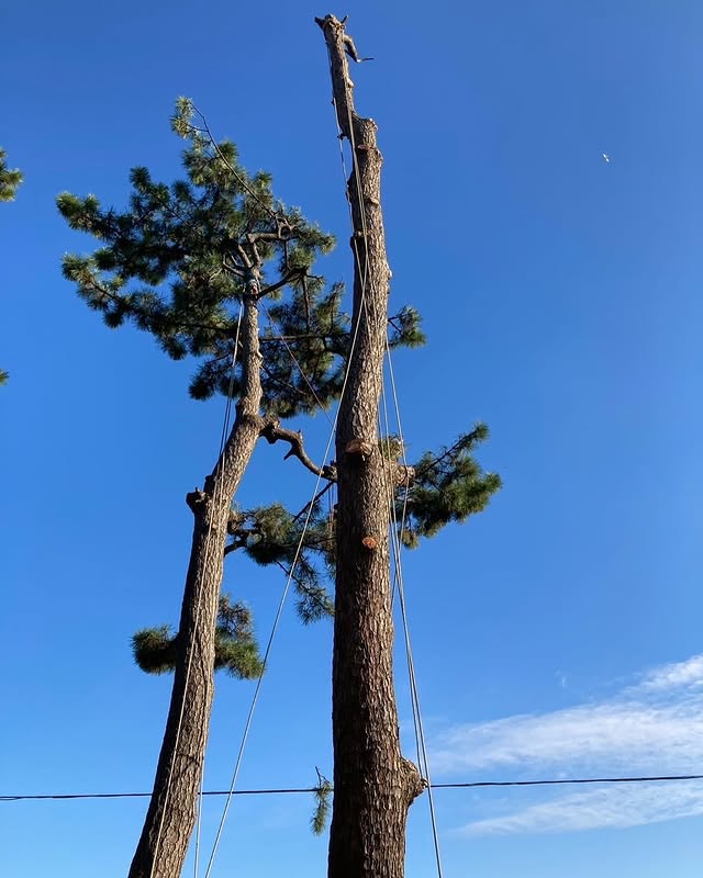 伐採屋・解決本舗の特殊伐採作業風景3