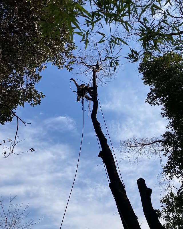 伐採屋・解決本舗の特殊伐採作業風景4