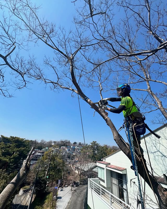 伐採屋・解決本舗の特殊伐採作業風景5