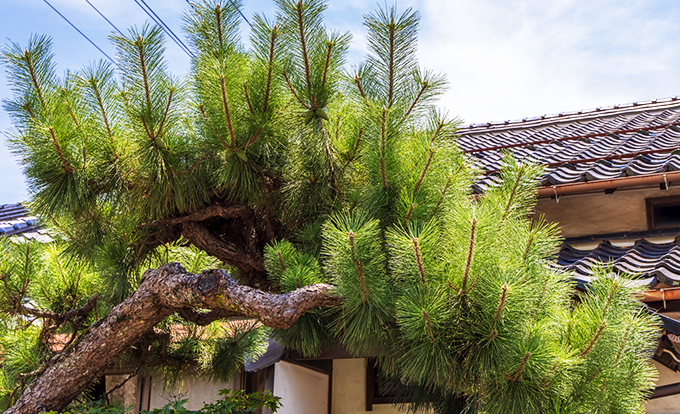 足場になりそうな不用品や高木がある家
