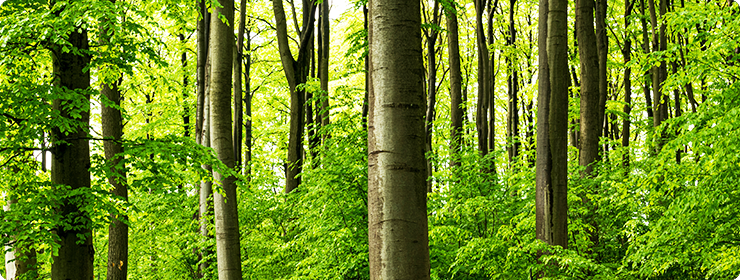 サービス内容 伐採対応可能な樹木一覧