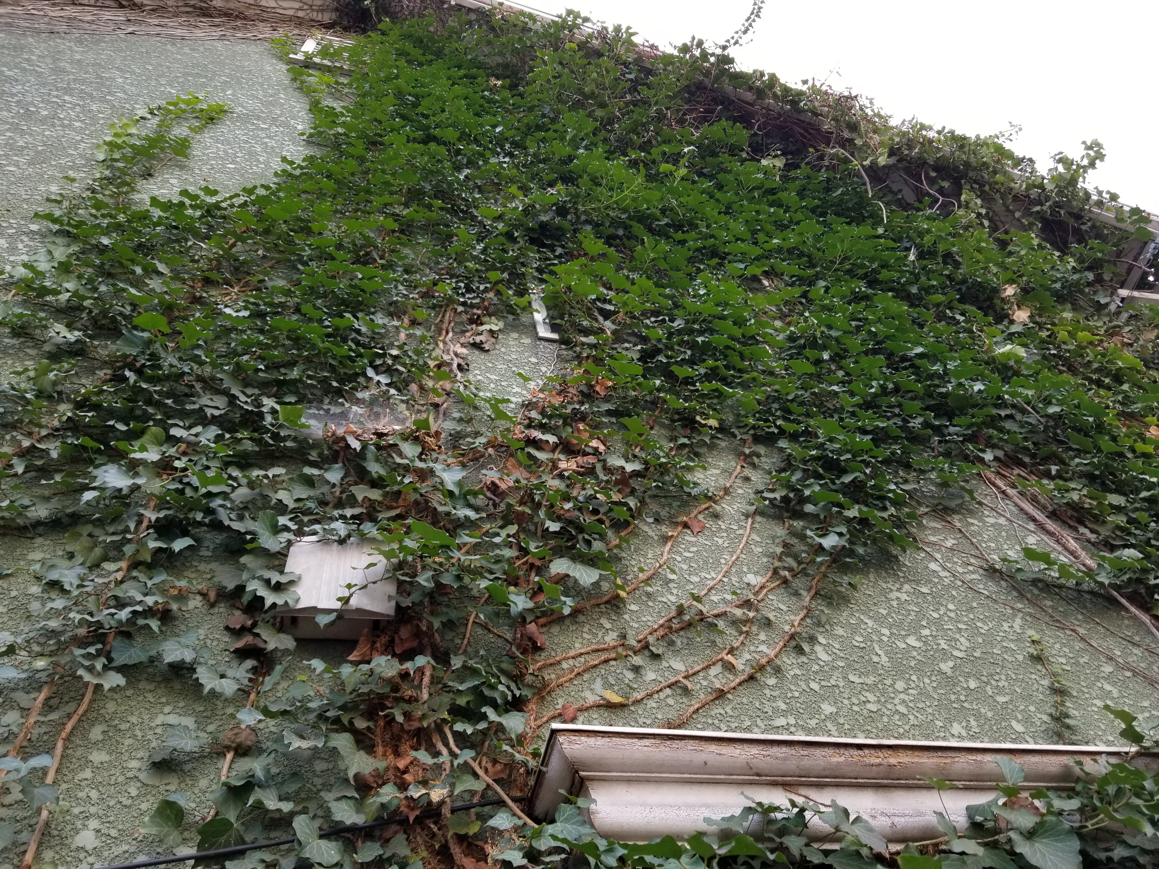 主なツタの種類 キヅタ1