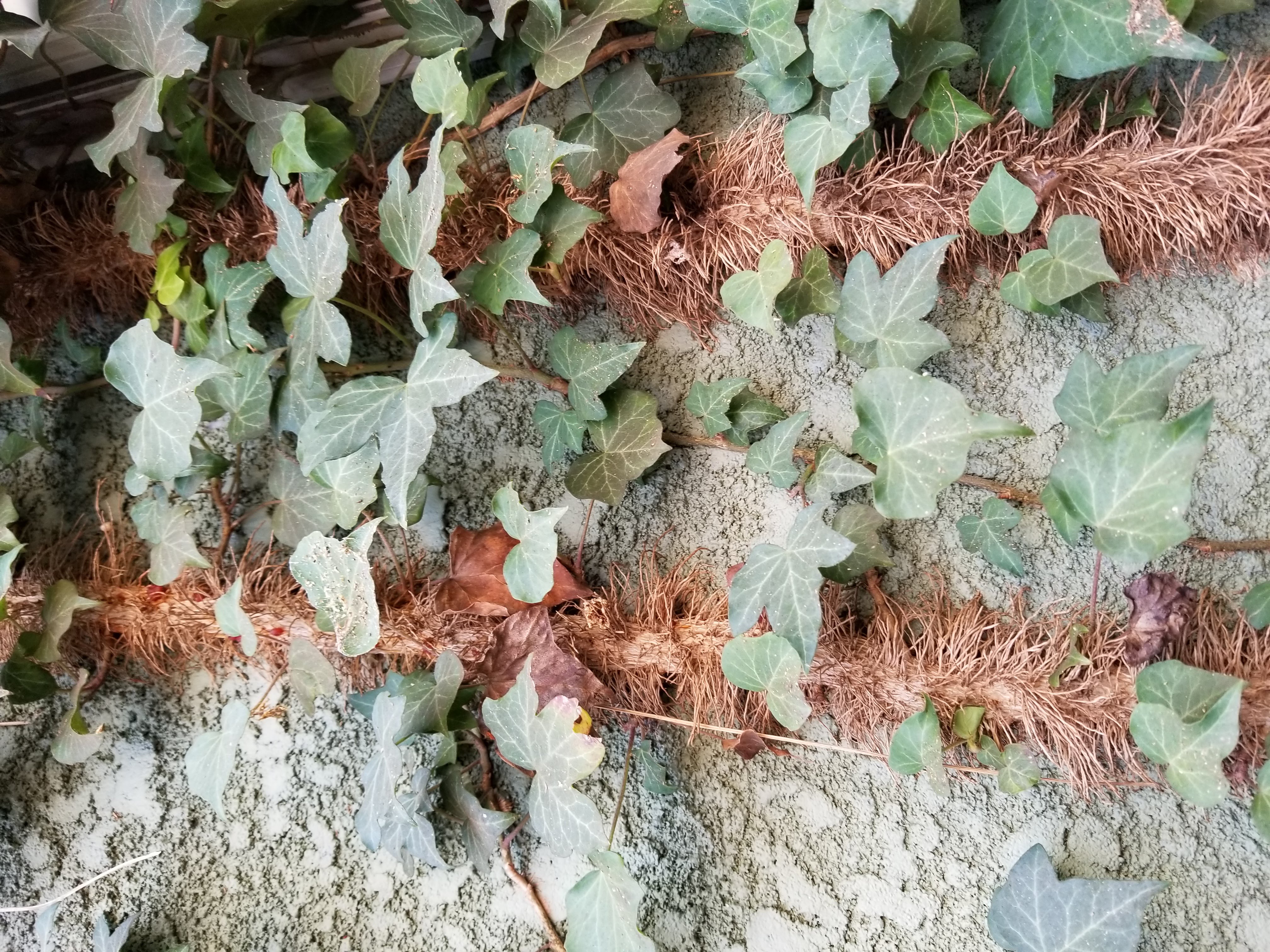 主なツタの種類 キヅタ2