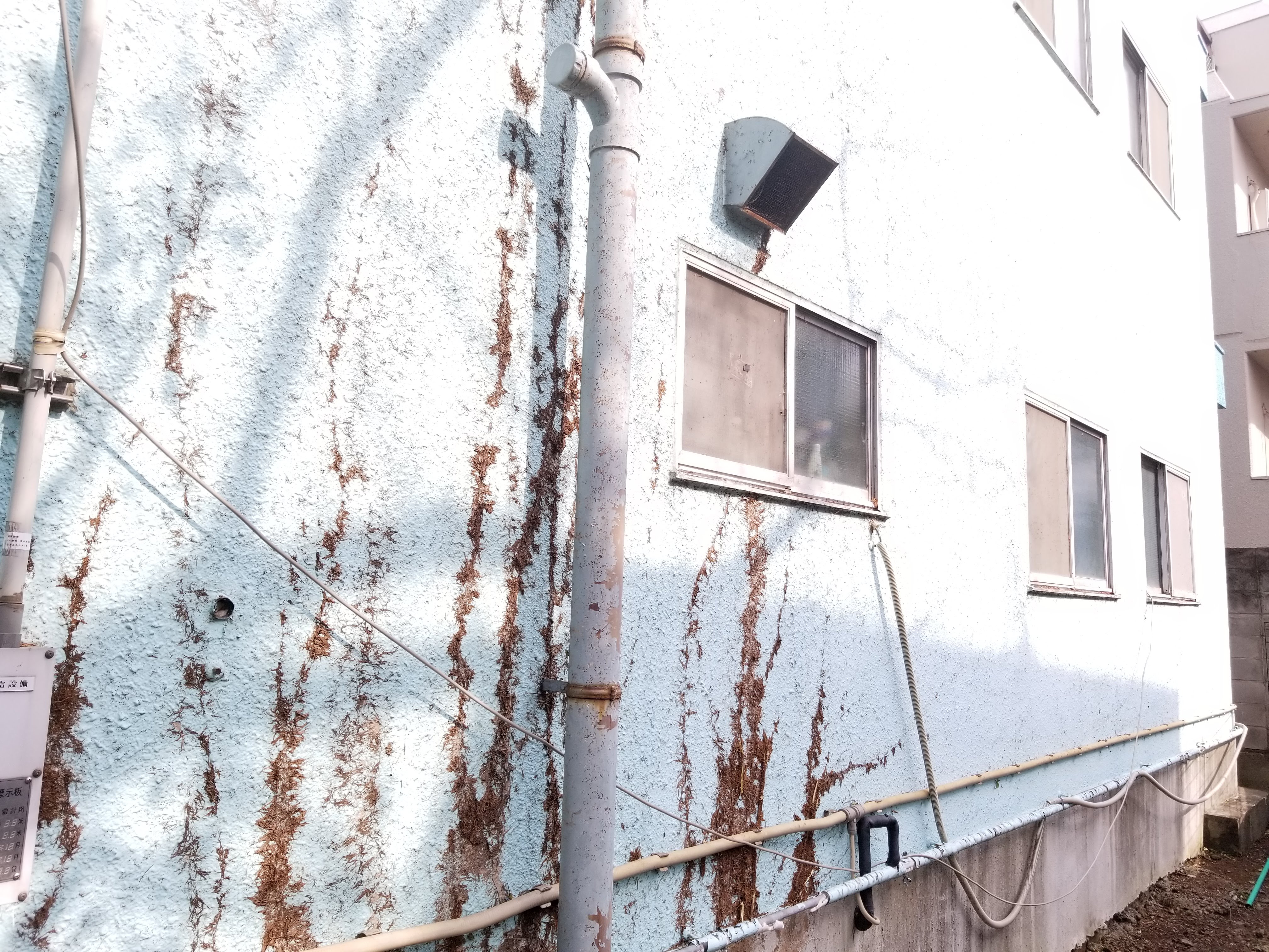 主なツタの種類 キヅタ3