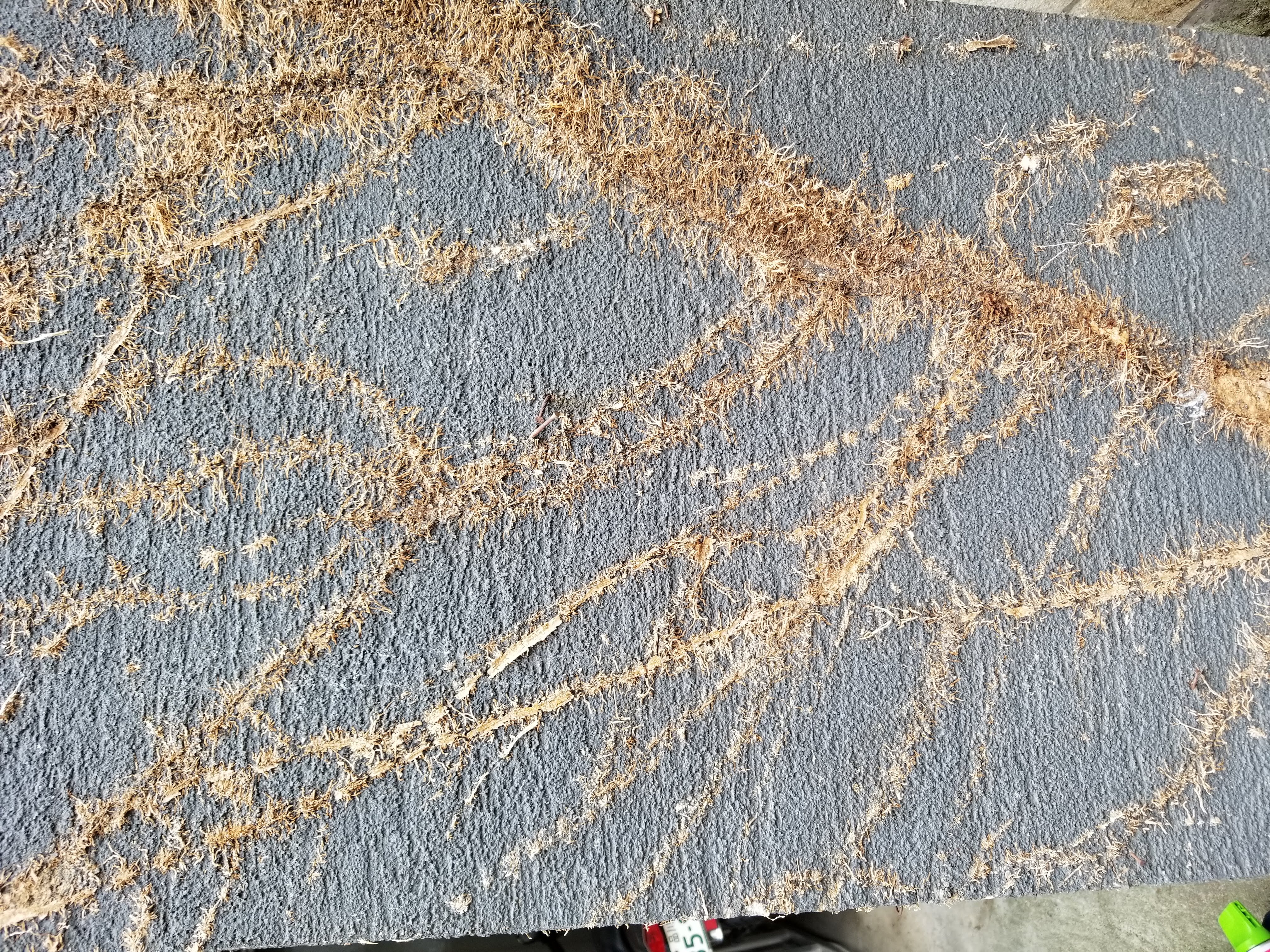 主なツタの種類 キヅタ4