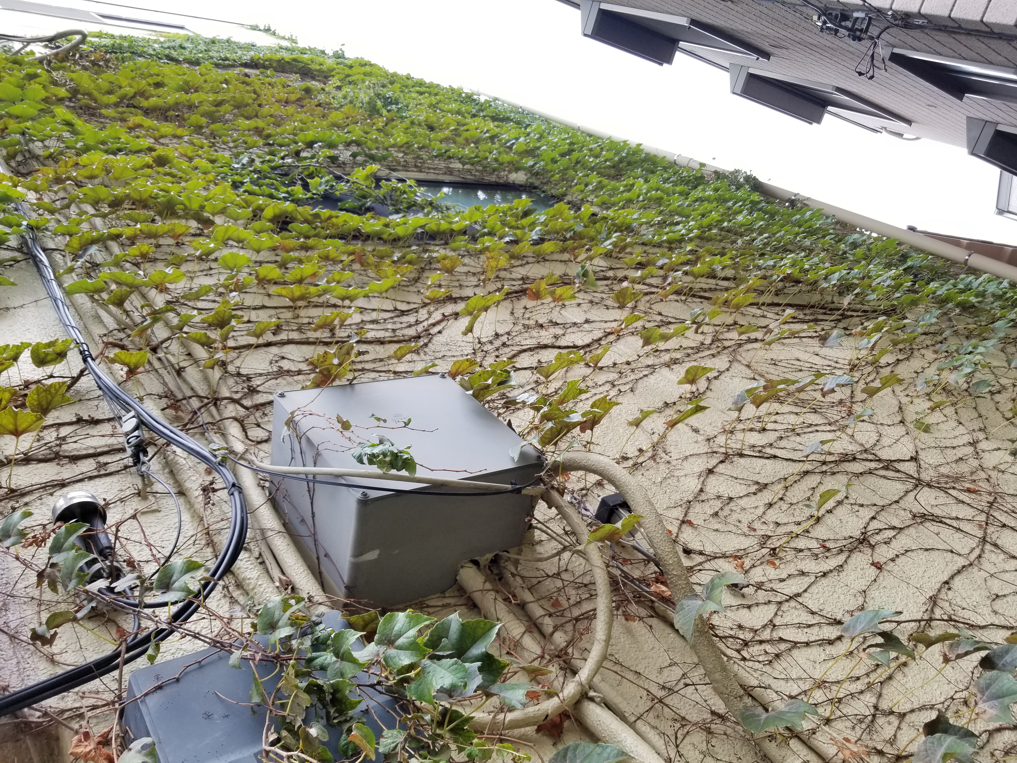 主なツタの種類