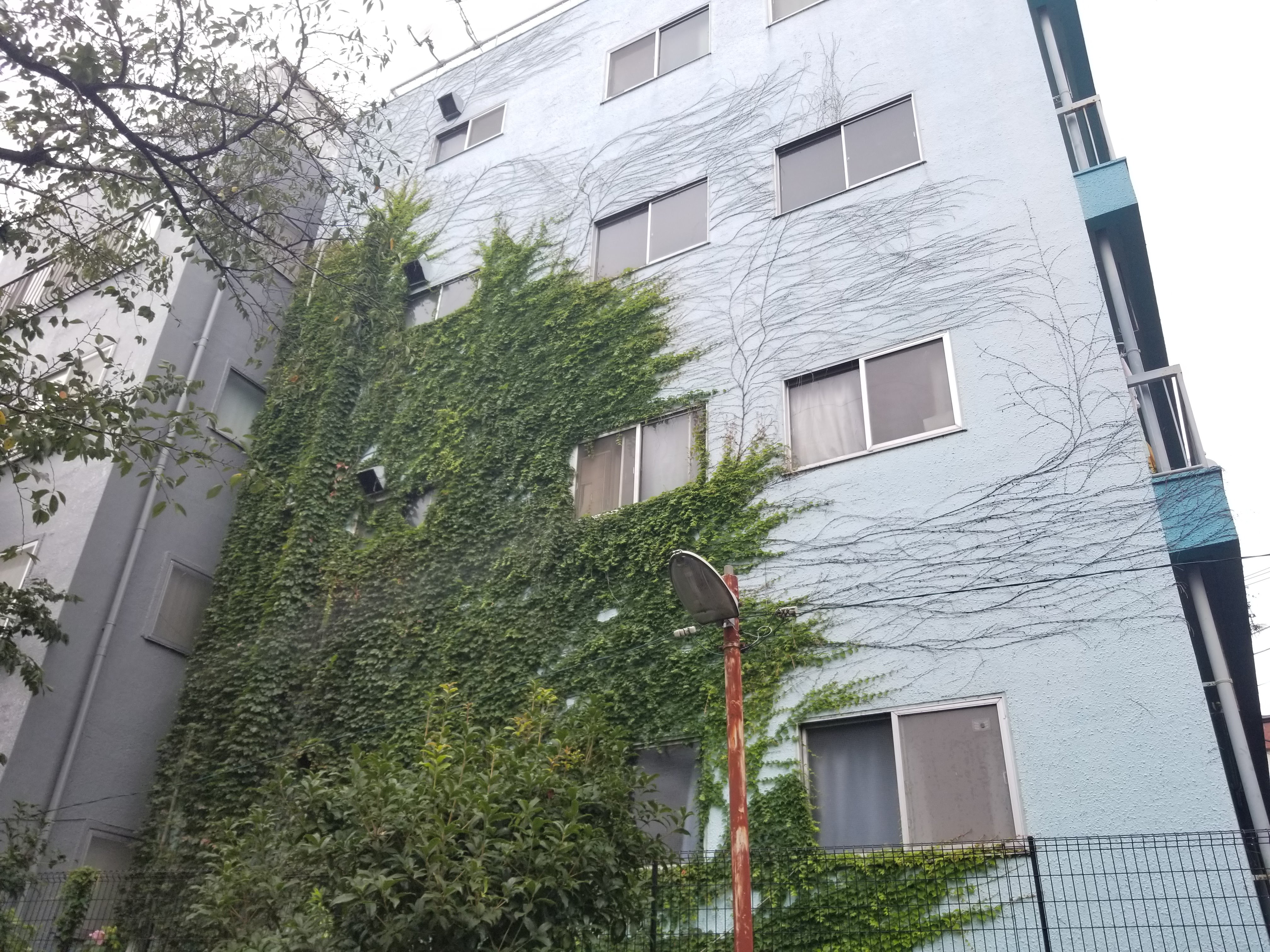 主なツタの種類