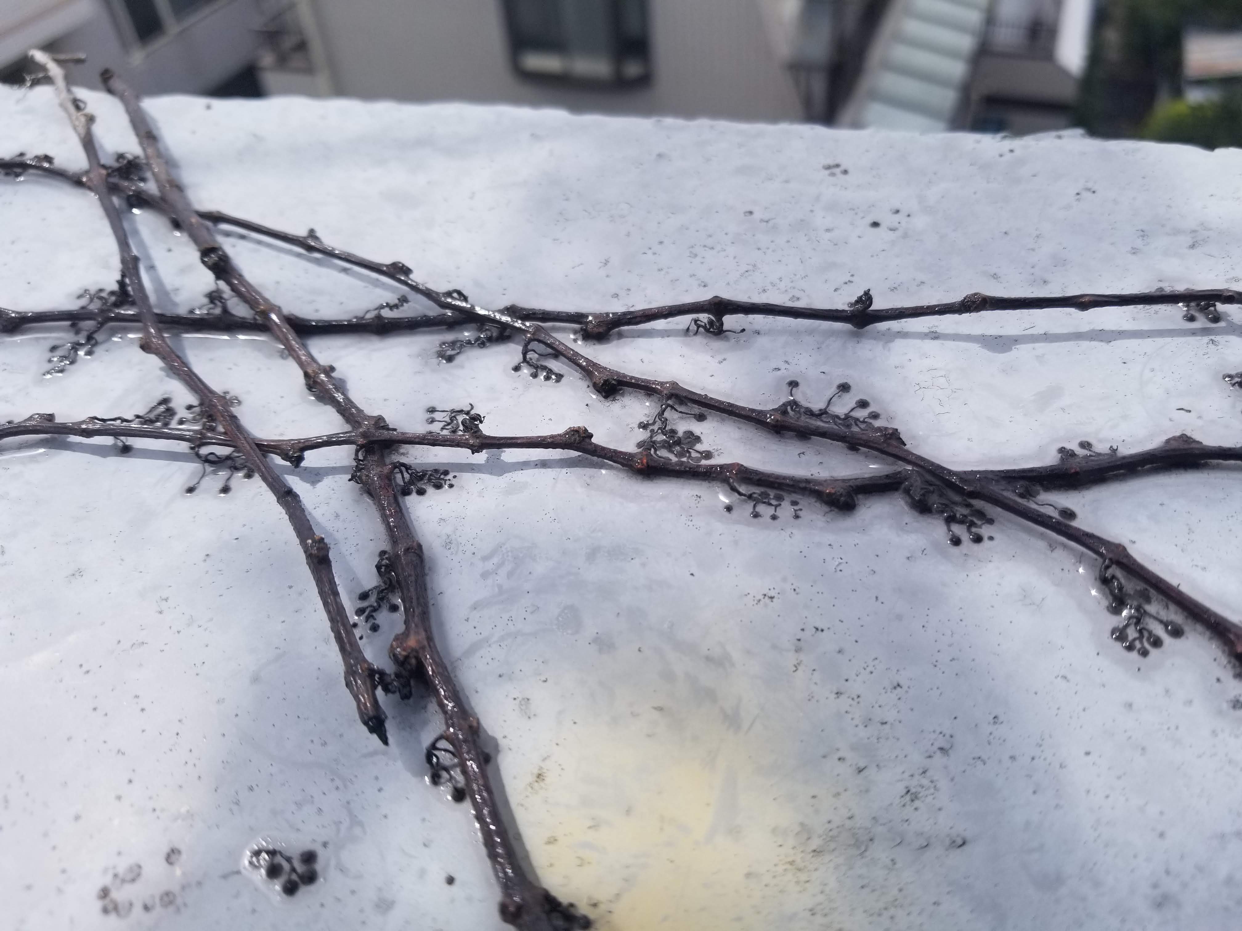 主なツタの種類