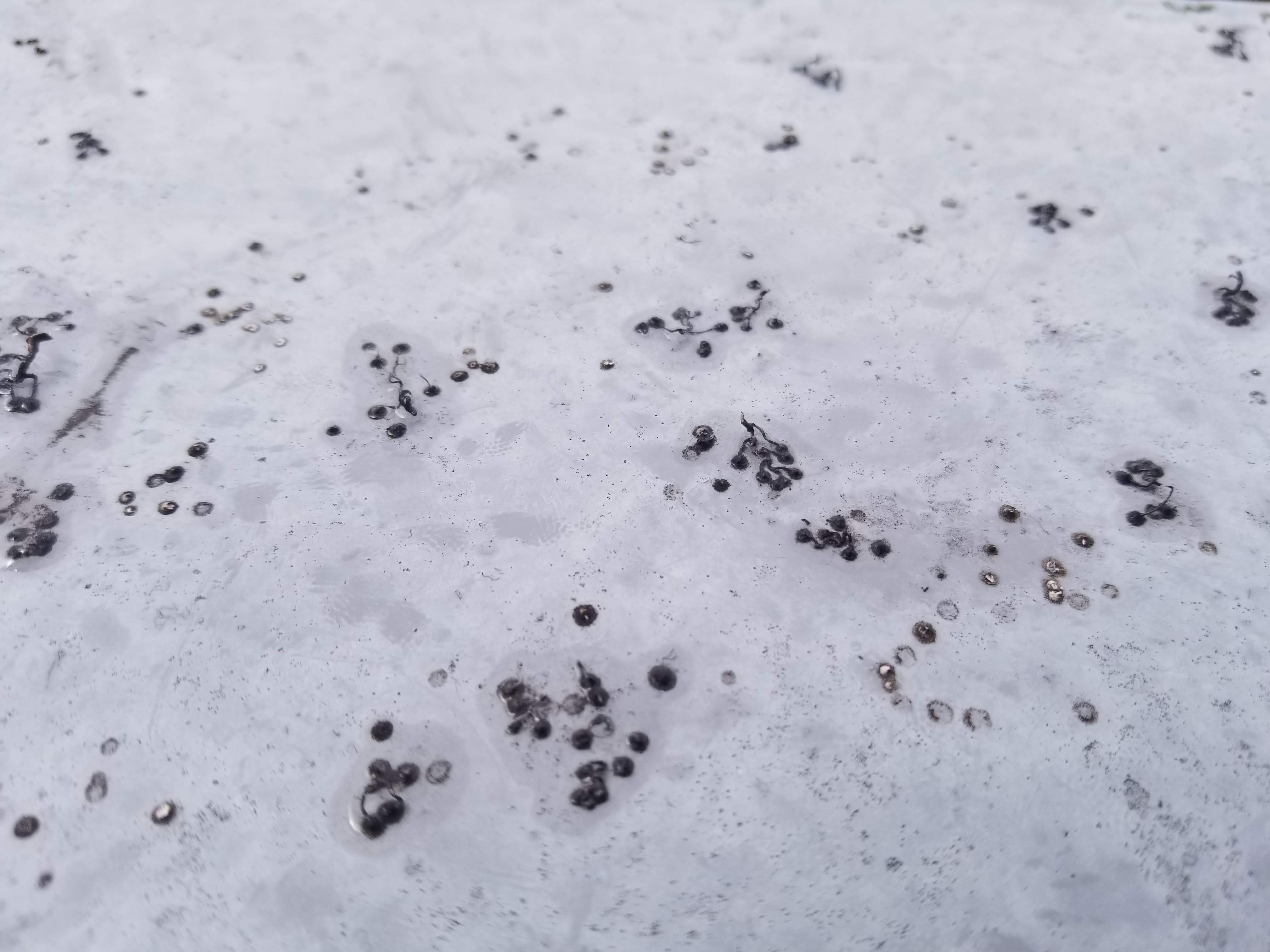 主なツタの種類