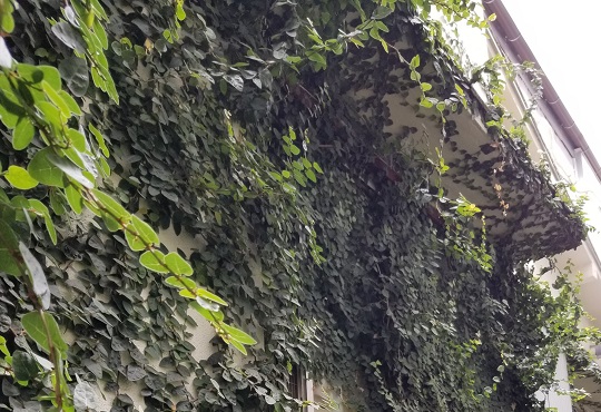 主なツタの種類 キヅタ1