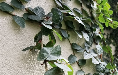 主なツタの種類 キヅタ2