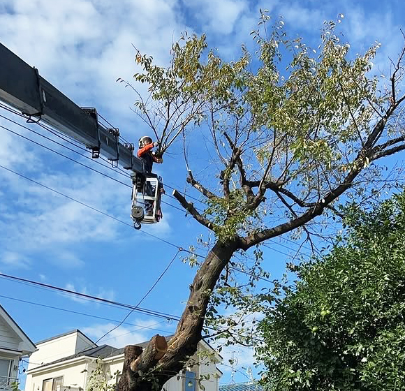伐採屋・解決本舗の伐採イメージ