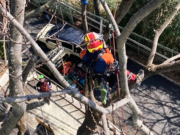 伐採屋・解決本舗の伐採イメージ
