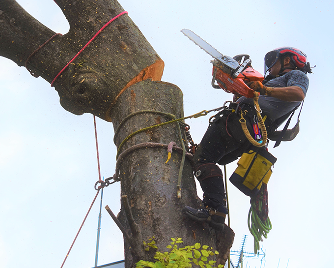 伐採屋・解決本舗のサービス 伐採・剪定