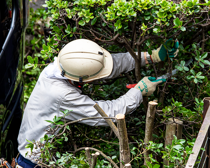 伐採屋・解決本舗のサービス 草刈り・ツタ取り