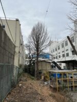 東京都練馬区での特殊伐採 無事に終了